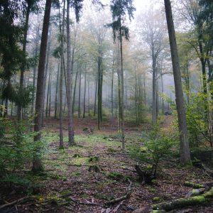 Wald Hügel mit Nebel