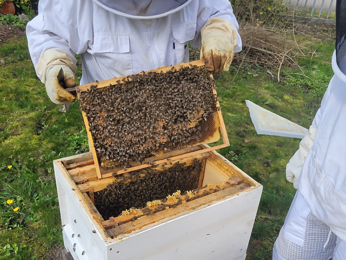 Brutbild eines Bienenvolkes bei der Frühjahrsdurchsicht Ende März