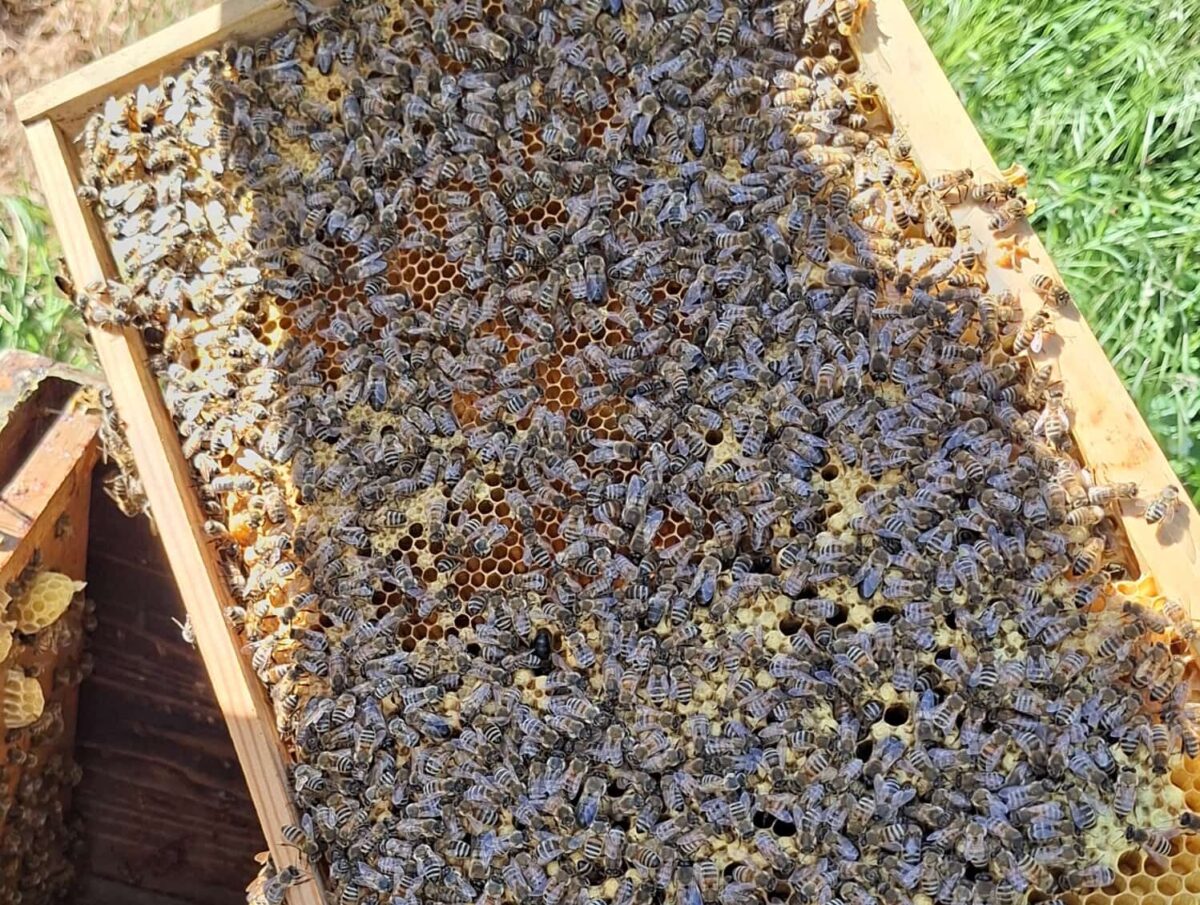 Mai am Bienenstand – volle Honigräume und ein aufregender Monat