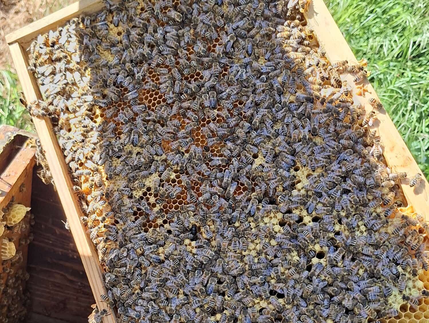 Drohnenrahmen mit vielen Bienen bei der Frühjahrskontrolle im Mai