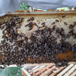 Bienenrahmen mit Honig